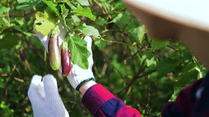 Farmer wearing working gloves holding fresh small purple eggplants in a green organic farm. Harvesting organic vegetables, agriculture, and healthy food production concept.