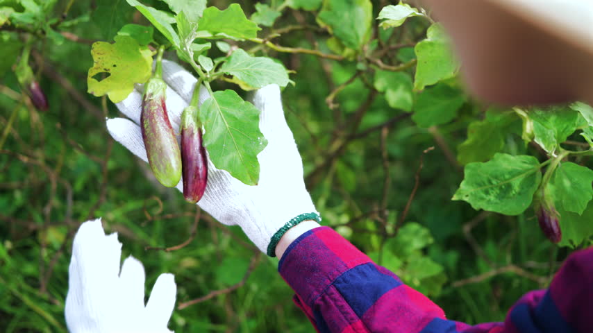 Farmer wearing working gloves holding fresh small purple eggplants in a green organic farm. Harvesting organic vegetables, agriculture, and healthy food production concept.