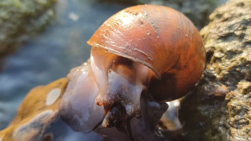 A freshwater river snail crawling on a wet rock in a clear flowing stream, surrounded by natural water, stones, and a peaceful aquatic environment.