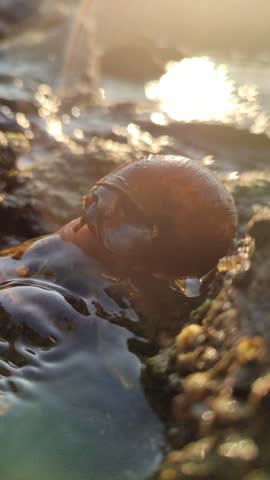A freshwater river snail crawling on a wet rock in a clear flowing stream, surrounded by natural water, stones, and a peaceful aquatic environment.