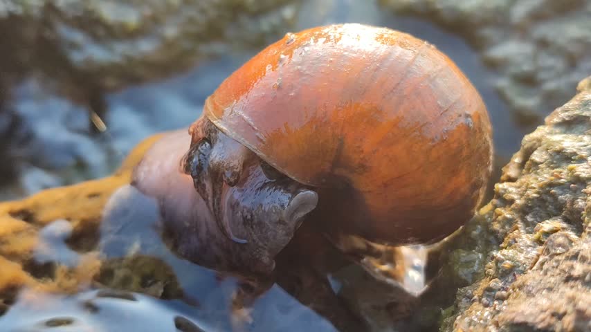 A freshwater river snail crawling on a wet rock in a clear flowing stream, surrounded by natural water, stones, and a peaceful aquatic environment.