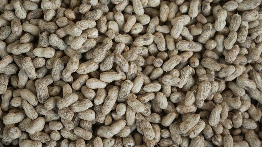 Pile of harvested raw peanuts in shells