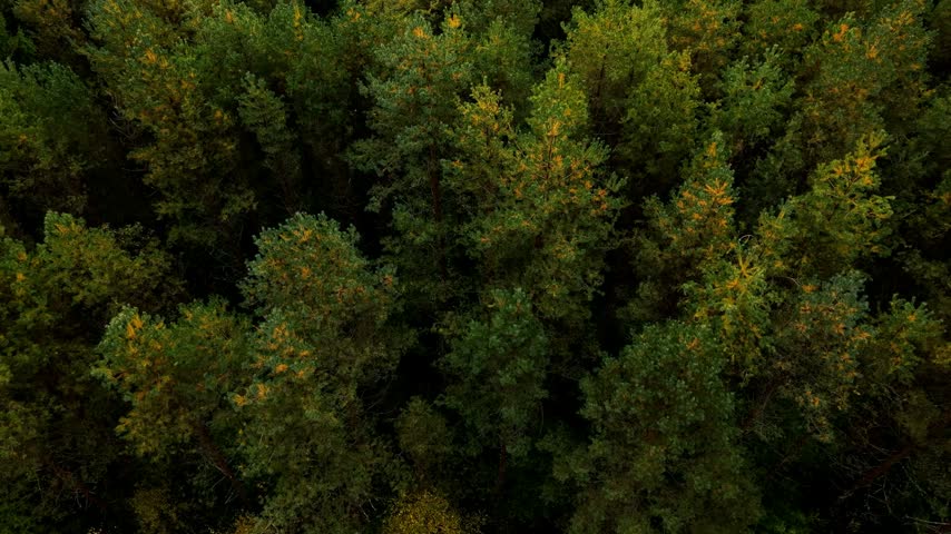 Aerial landscape showing an expansive mixed forest with green and golden autumn foliage, open fields, distant waterways, and a broad horizon beneath an overcast sky.