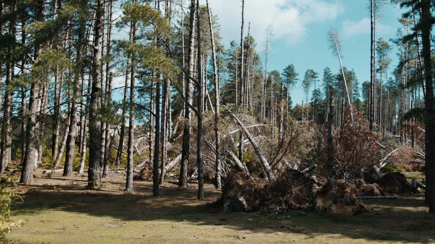 Storm damage in a pine forest under bright blue sky