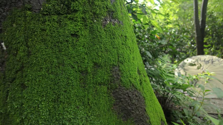 Close-up of a moss-covered tree trunk in a lush green forest with foliage and a paper umbrella in the background.