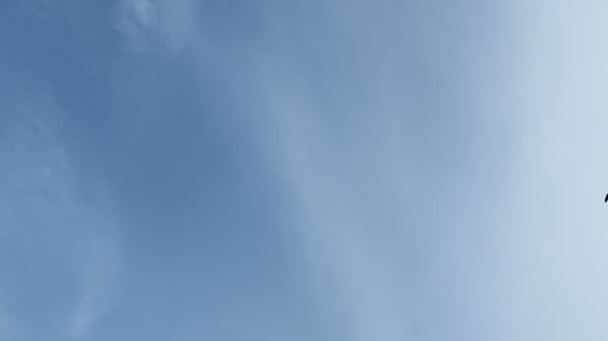 Birds flying together under clear blue sky. Low angle view