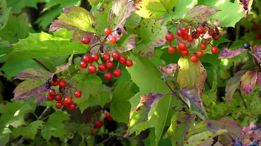 Close-up of bright red berries on branches with autumn-colored leaves in soft daylight.