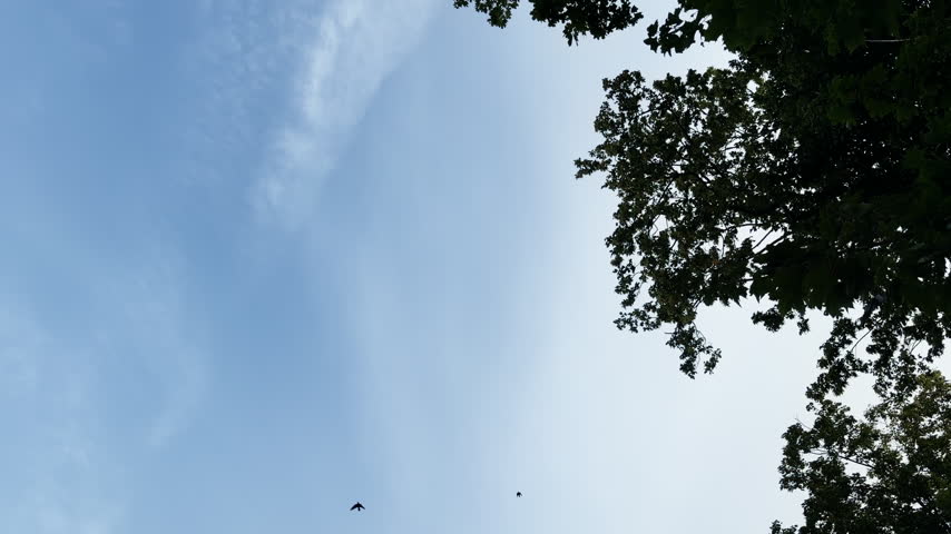 Flock of birds flying above trees and under clear blue sky. Low angle view