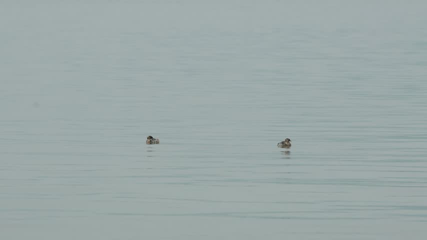 Two small ducks swimming on a calm water surface.