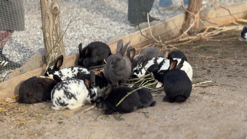 Group of rabbits gathered on ground