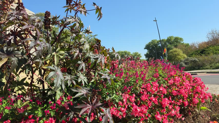 DE PANNE, BELGIUM - OCTOBER 5, 2026: Colorful flower bed with pink begonia blossoms and castor oil plant beside a street with a white car driving by.
