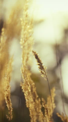 Tall golden grass sways in the warm sunlight during an afternoon in a natural setting, reflecting agriculture, nature, and the environment under the soft glow of the sun