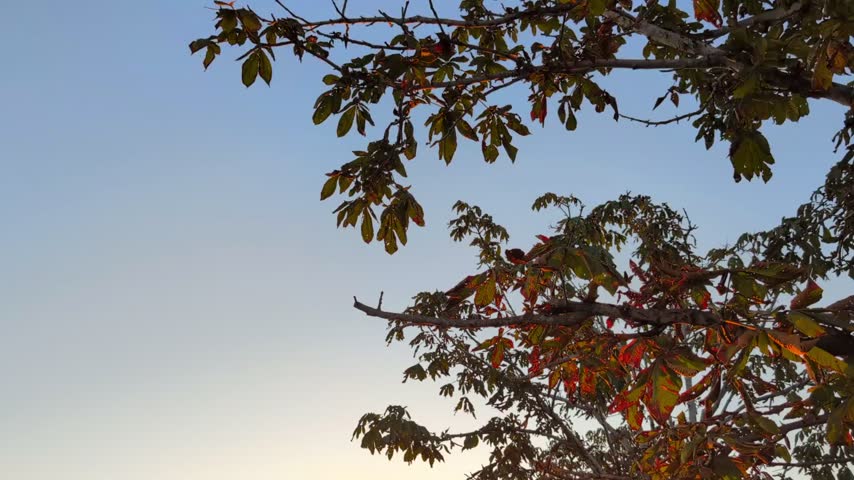 Sky and Trees - Natural Background