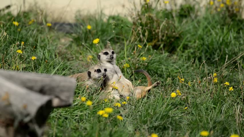Two meerkat sitting on the ground intercting each other.