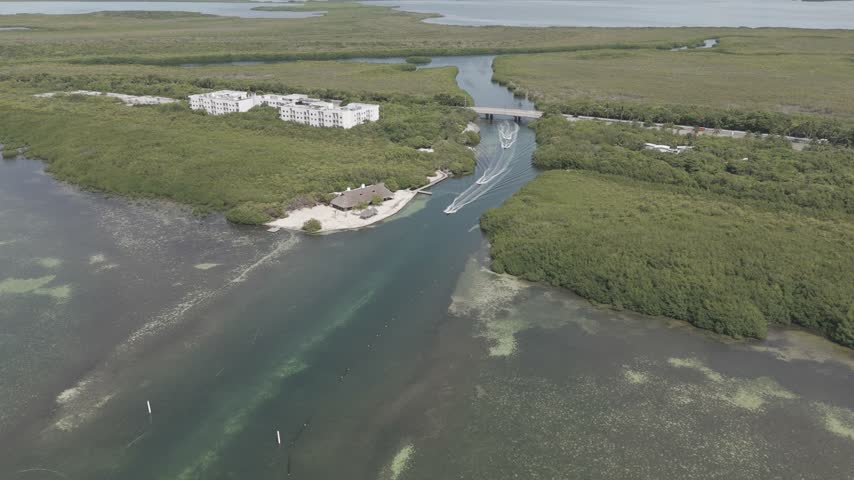 mangrove swamp in Cancun Quintana Roo Mexico