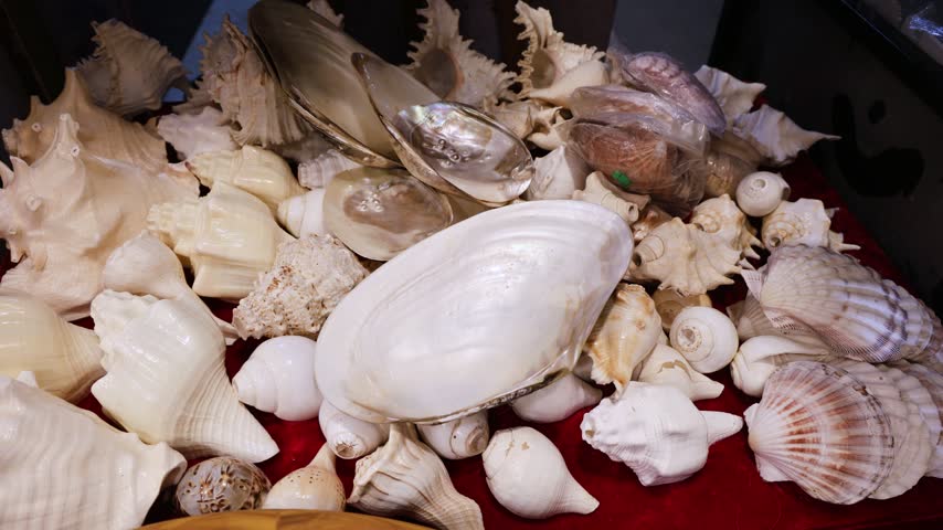 Assorted Seashells And Conch Shells Arranged For Sale