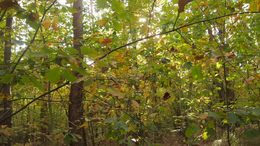 Sun in the autumn forest
