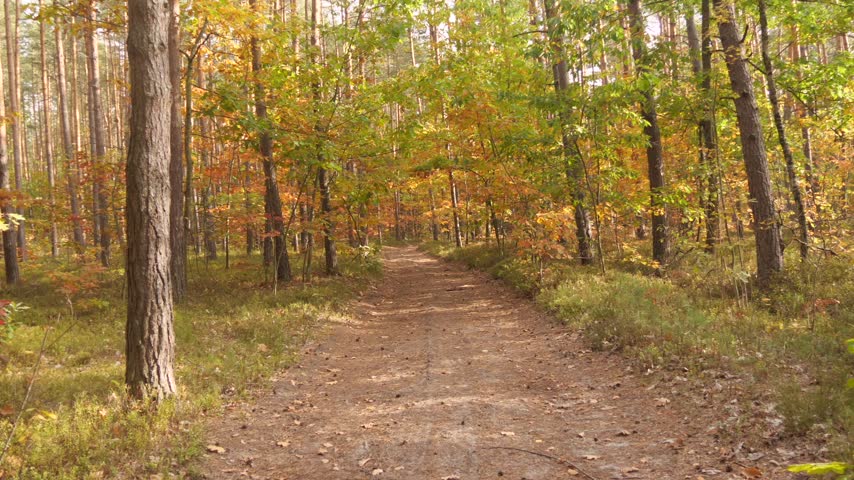 road and mixed autumn forest
