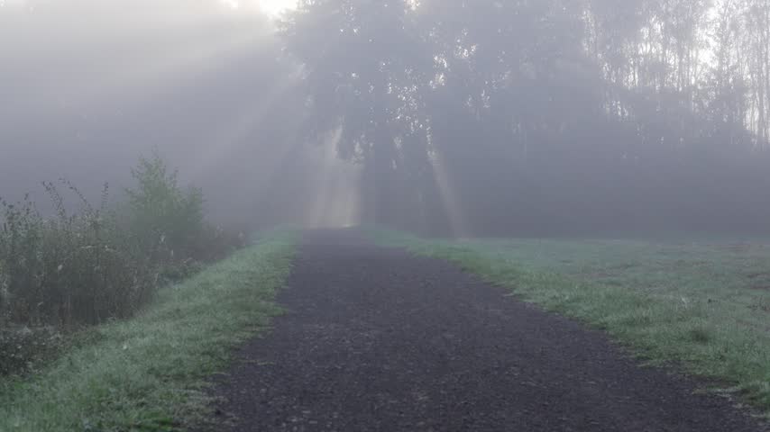 Mist shrouds a quiet path, trees stand tall. Sunlight pierces fog, casting beams across the ground. Grass glows with dew, crunching softly underfoot. Silent, serene morning whispers through the woods