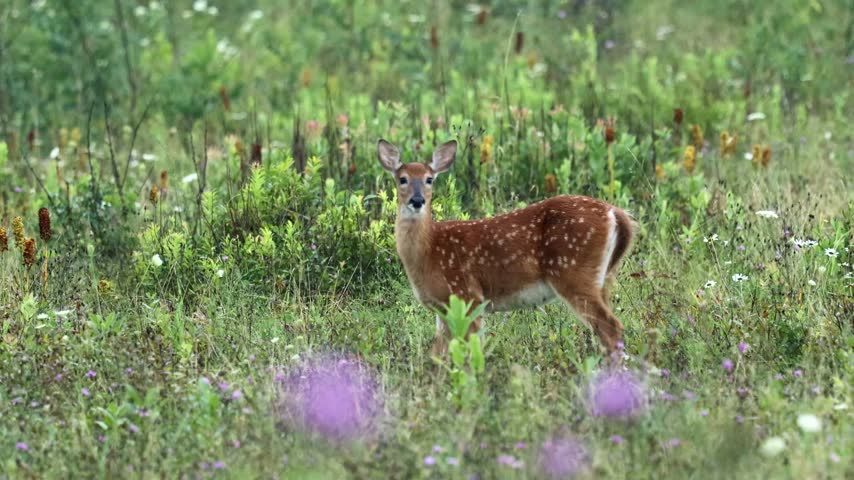 A spotted young deer stands and grazes in a lush wildflower meadow surrounded by green vegetation and colorful blooms. The tranquil natural setting highlights the beauty of wildlife in its habitat.