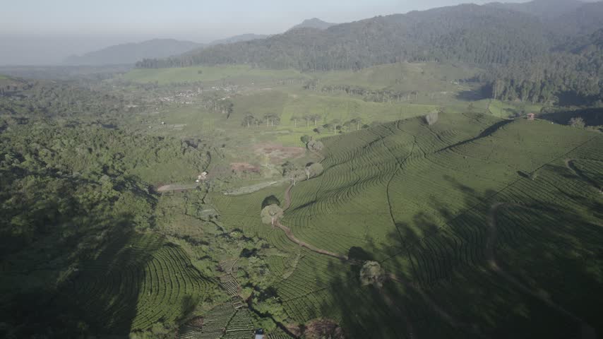A wide drone perspective showing the intricate patterns of a tea plantation among mountains. The soft morning light and mist create a peaceful and serene agricultural landscape.