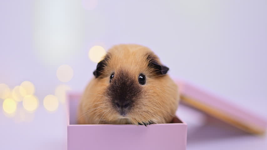A front-facing guinea pig sits in a pink gift box, framed by a lavender background and golden fairy light bokeh.