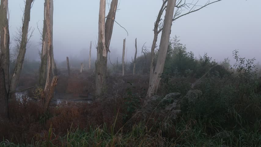Mist blankets silent, wet woodland. Trees stand bare, their trunks cracked and weathered. Fog thickens, hiding the world beyond. Muted browns and greys dominate the damp scene