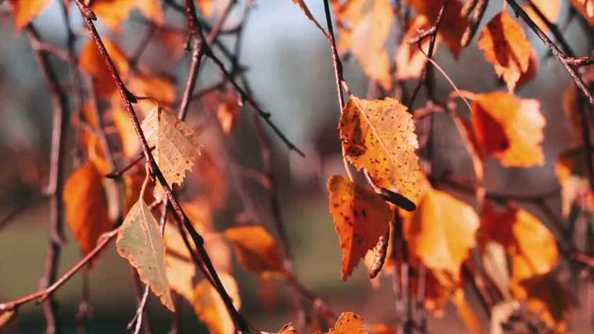 Dry orange birch leaves and catkins on slender twigs in warm autumn sunlight, shallow depth of field with a dreamy blurred backdrop