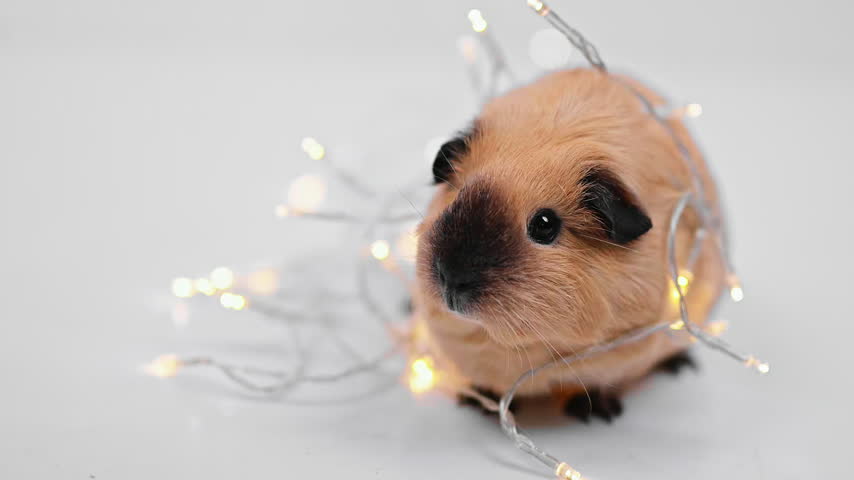 A slightly elevated view shows a guinea pig sitting among warm fairy lights on a white surface.