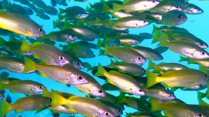 School of silver yellow fish with big black eyes with yellow fins, fine horizontal stripes and vivid yellow tails swimming closely together in clear blue tropical water, scuba diving, snorkeling in Red Sea, Egypt