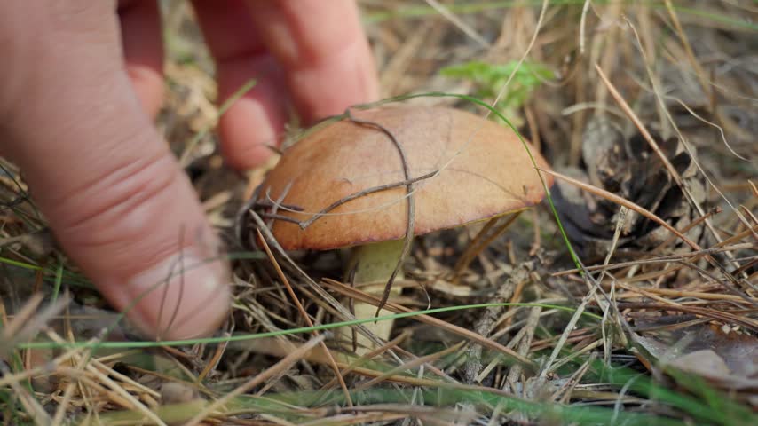 A hand gently turns and lifts a brown Suillus luteus mushroom among pine needles, grass, and fallen leaves, revealing its textured underside during a close outdoor foraging scene in a woodland.
