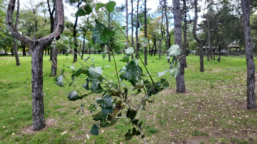 A static shot of a small young tree with large green leaves in the foreground against the background of alleys and tree trunks in a park area.