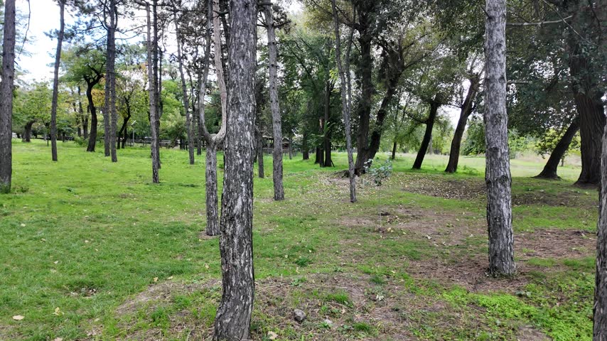 A static shot of a park area with green grass cover and trunks of various trees under an overcast sky.