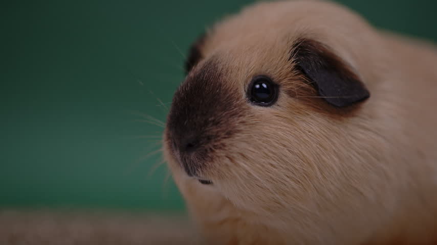A guinea pig face fills the right side of the frame, with a softly blurred green background to the left.
