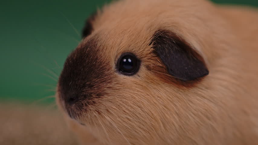 Tight close-up of a guinea pig face showing a glossy dark eye, dark ear, fine whiskers and beige fur.