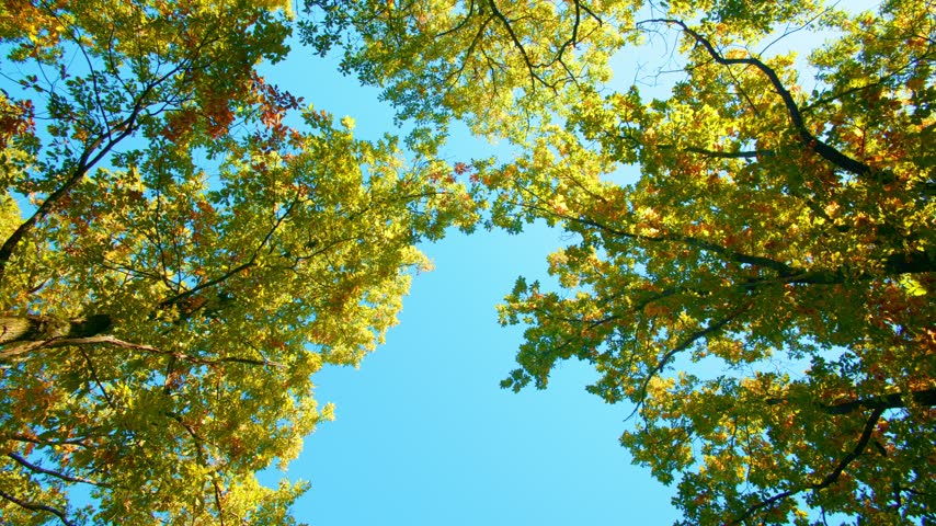 A dazzling sunburst emerges between tree branches illuminating golden autumn foliage in a serene forest canopy with copy space.