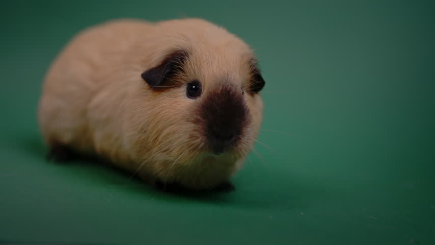 A beige guinea pig with a dark muzzle looks toward the camera on a plain green studio background.