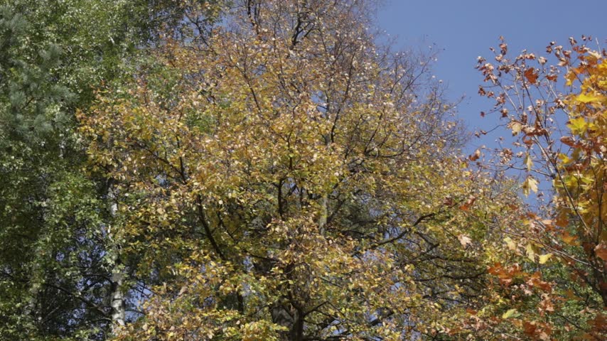 Colorful autumn park scenery with golden foliage ground and sunlit green and yellow trees.