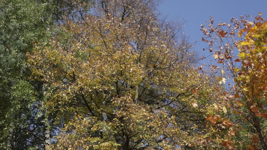 Colorful autumn park scenery with golden foliage ground and sunlit green and yellow trees.