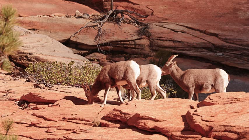 Wild Bighorn Sheep in Zion National Park. Utah, USA.