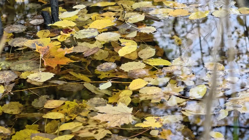 A bunch of leaves floating on the surface of a body of water.