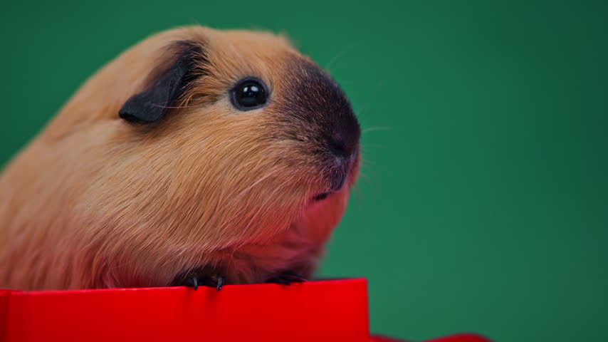 Close-up of a beige guinea pig with a dark muzzle and ears, looking right above a red box on green.