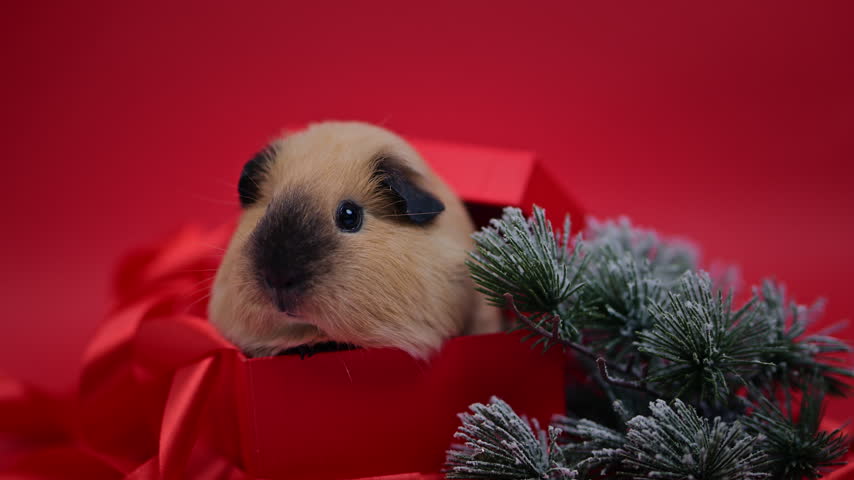 A beige guinea pig holds its head above a red box edge with frosted branches arranged beside it.