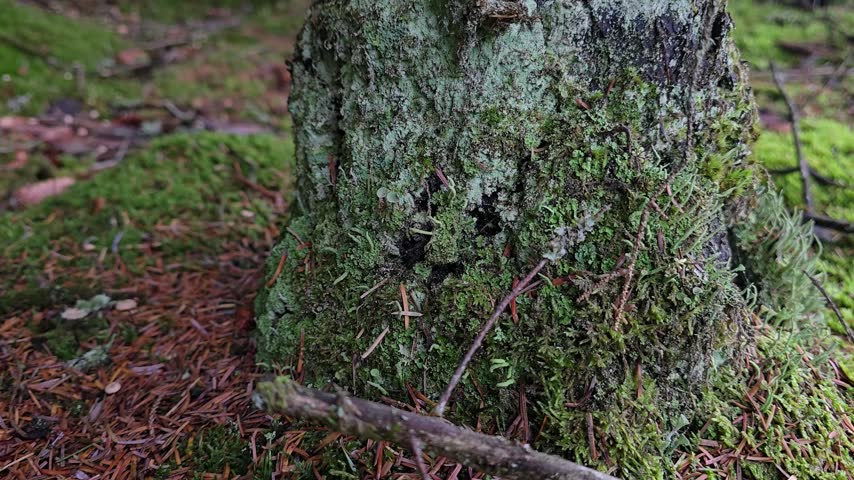 Lower Conifer Tree Trunk Covered with Moss and Lichen in an Old Forest.
Norway, Alver. September