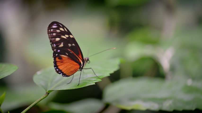An orange and black butterfly rests on a green leaf with its patterned wings held upright.