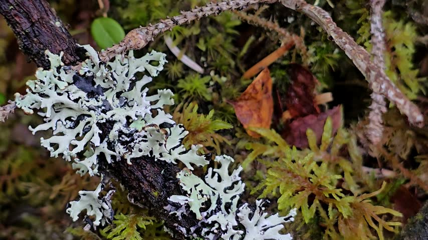 Antler Shaped Lichen on a Moss Covered Branch Against Reddish Autumn Leaves