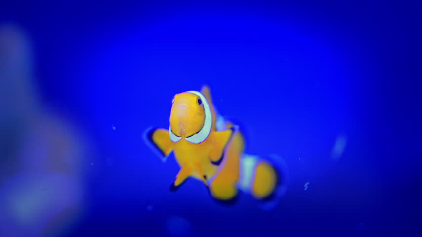 An orange clownfish faces the camera, then turns to reveal its white bands and swims to the right.