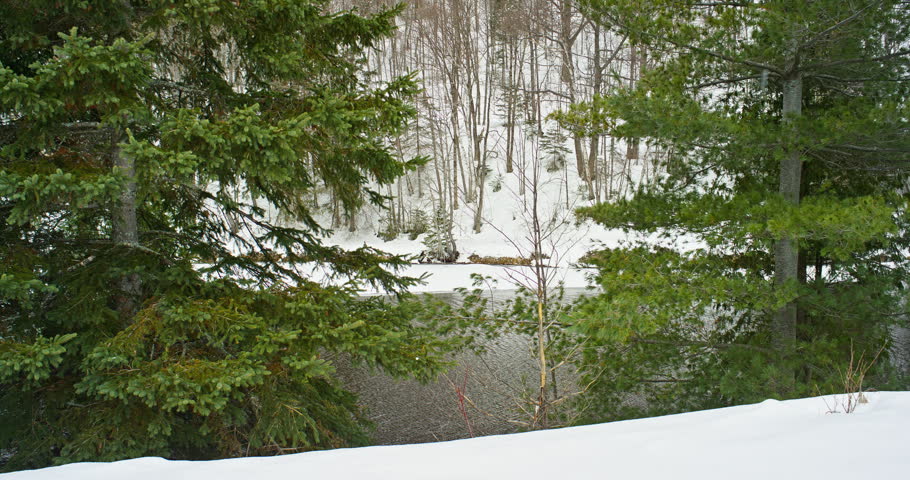Locked-off winter view looks through evergreen branches toward a dark flowing creek bordered by deep snow and bare hardwood trees.