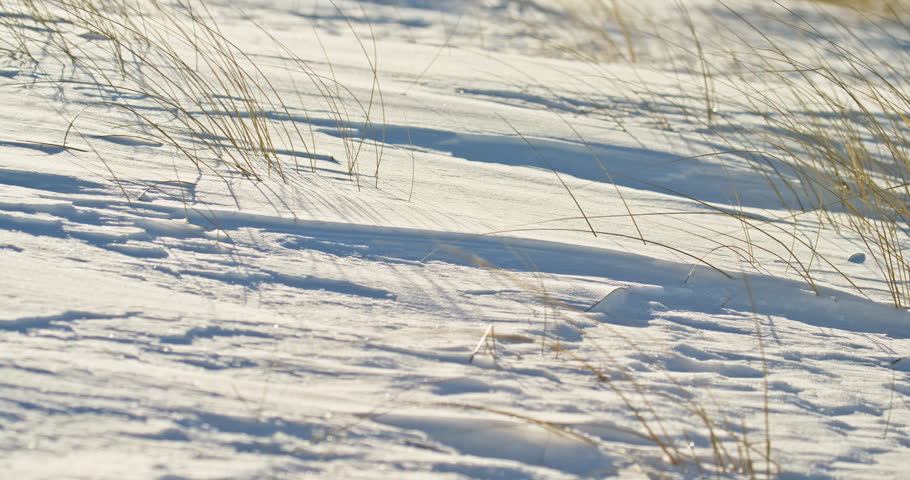 Rightward pan follows dry beach grass bending above wind-shaped snow along a Lake Superior winter shoreline in Michigan