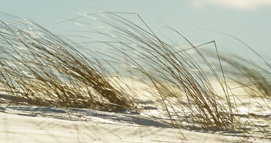 Close winter view of dry beach grass bending in the wind above bright snow along a Lake Superior shoreline in Michigan